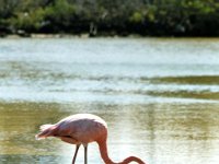 05 - Flamingo